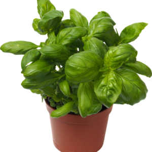 Basil Pot