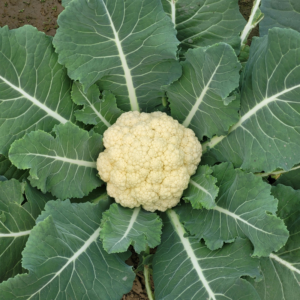 Cauliflower Fresh