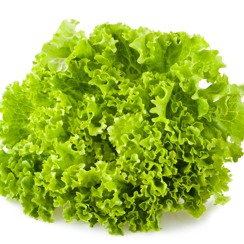 Frisee Lettuce