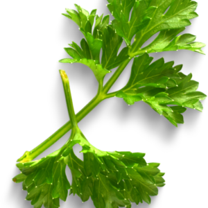 Parsley