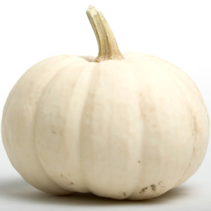 Pumpkin White