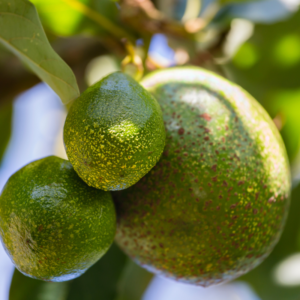 Avocado Kenya