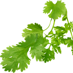 Coriander