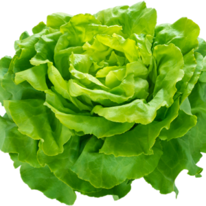 Lettuce