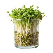 Beans Sprout (China)